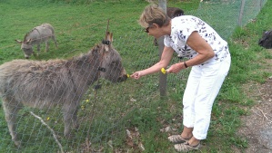 Lady feeding a donkey on the Saleve